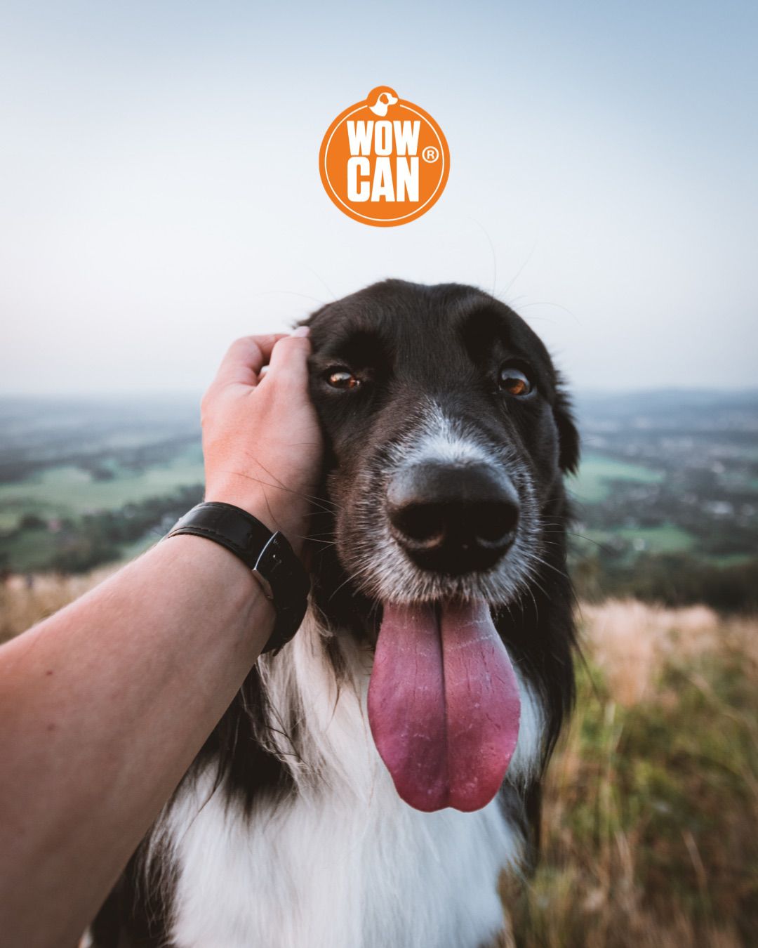 Alimentos PROHIBIDOS Para Tu Perro