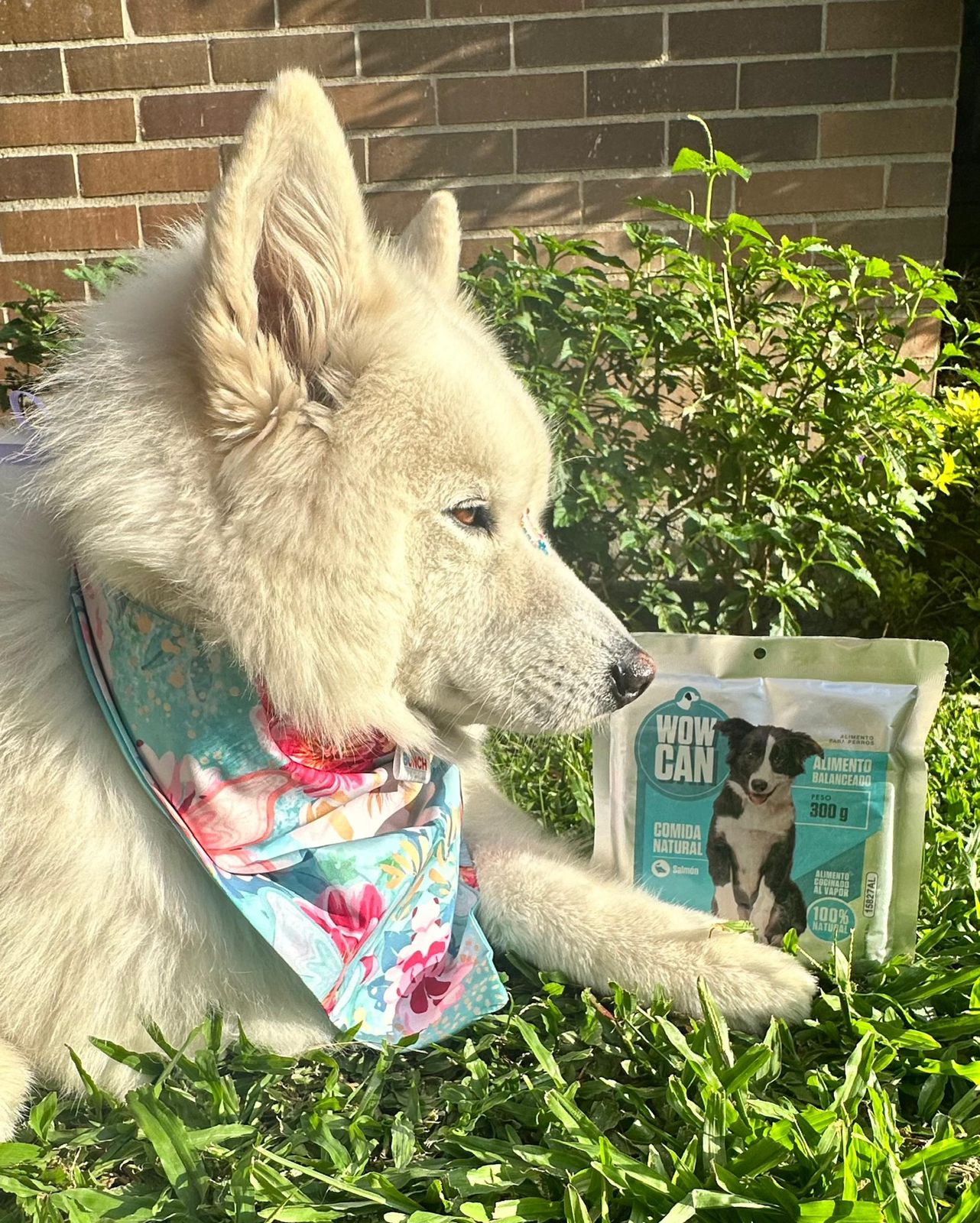 Packs Salmon-Pollo (300grs)