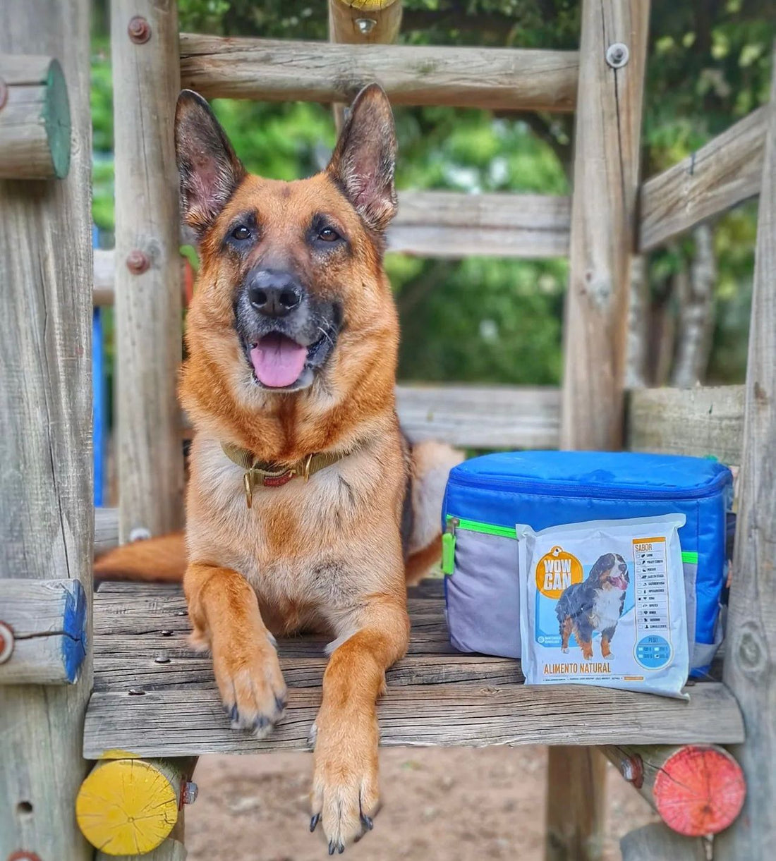 Cómo Elegir el Mejor Alimento Natural para Tu Perro