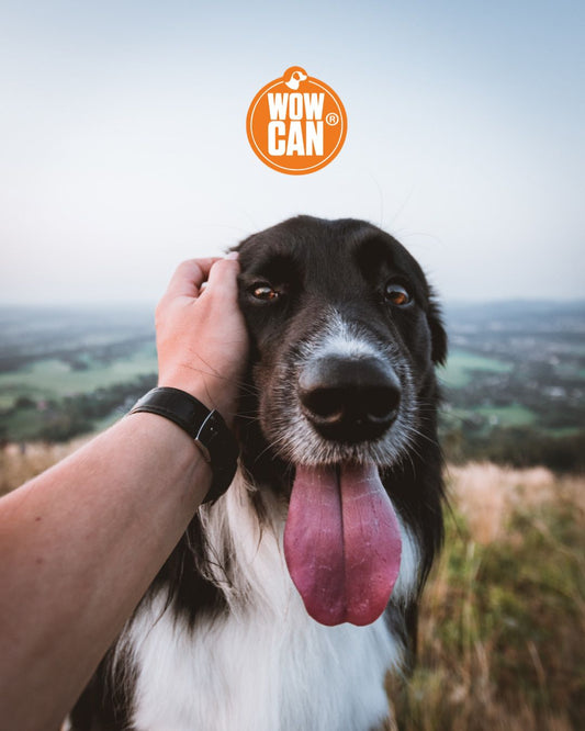 Alimentos PROHIBIDOS Para Tu Perro