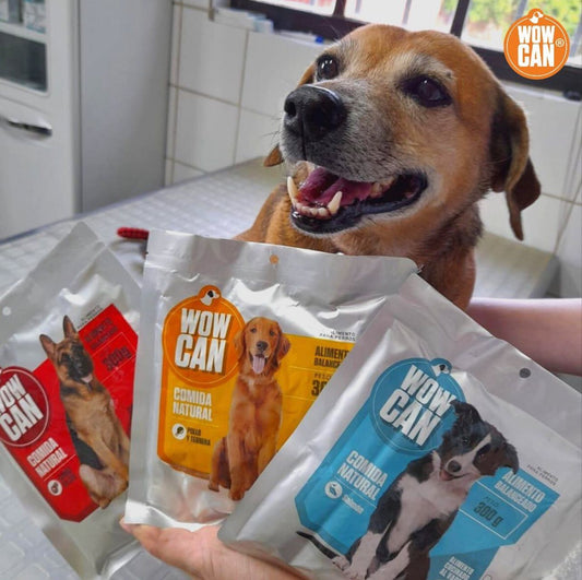 Mitos Comunes sobre la Alimentación de Perros