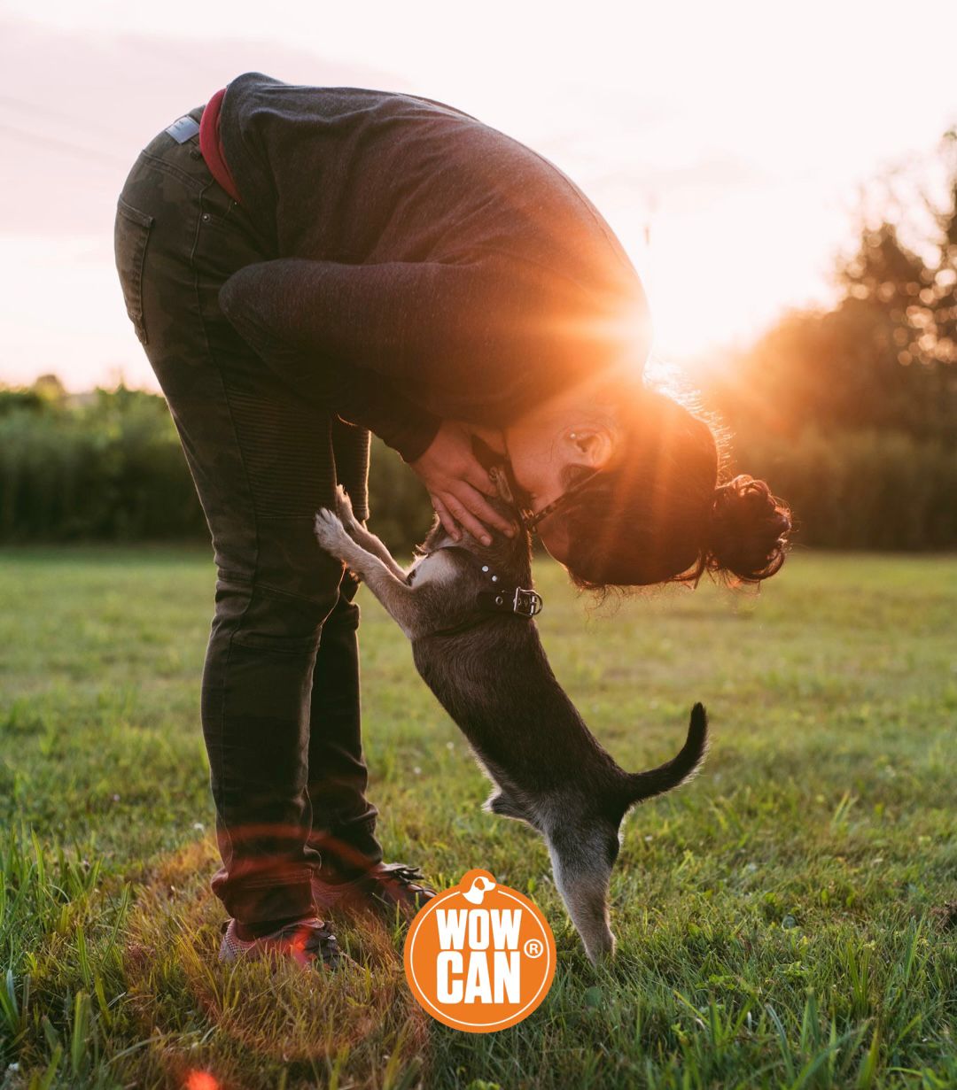 Recetas Caseras de Comida Húmeda para Perros: ¿Son una Buena Opción?