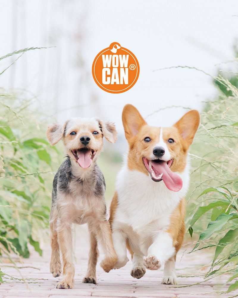 La Importancia de una Dieta Balanceada en la Salud Canina