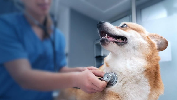 Clínica Veterinaria Nervet